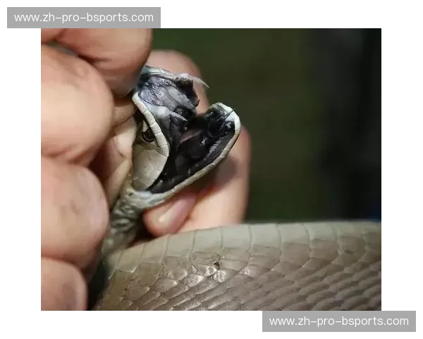 极致对决：黑曼巴的毒液与达占巴的雷霆，谁能征服王者之路？